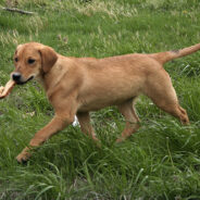 Politics, Prejudices, and Hungry Dogs