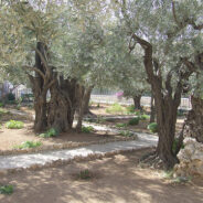 Praying in Our Gethsemane