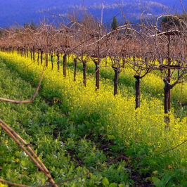 I Want To Sing You a Love Song