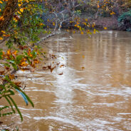 Of Jesus, the Chattahoochee, and Taxi Driver (or, There’s Dung in the Baptismal Waters)