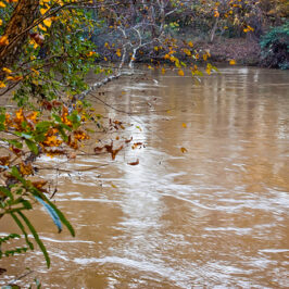 Of Jesus, the Chattahoochee, and Taxi Driver (or, There’s Dung in the Baptismal Waters)