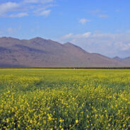 Mustard Seed Kingdom