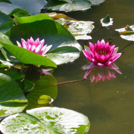 SHA The-AH-logy: Flowers in the “Wah-Wah”