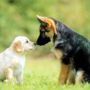 A Cat Named Elliott & A Dog Named Isaac
