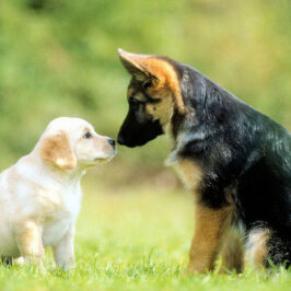 A Cat Named Elliott & A Dog Named Isaac