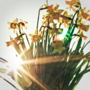 Easter Flowers