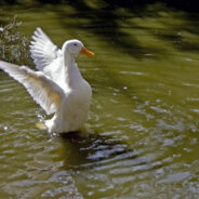 Practice Resurrection: Embrace New Possibilities