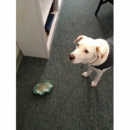 Insight From Isaac (And His “Sacred” Water Bowl)
